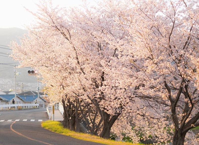 春は八幡川沿いに並ぶ満開の桜を堪能