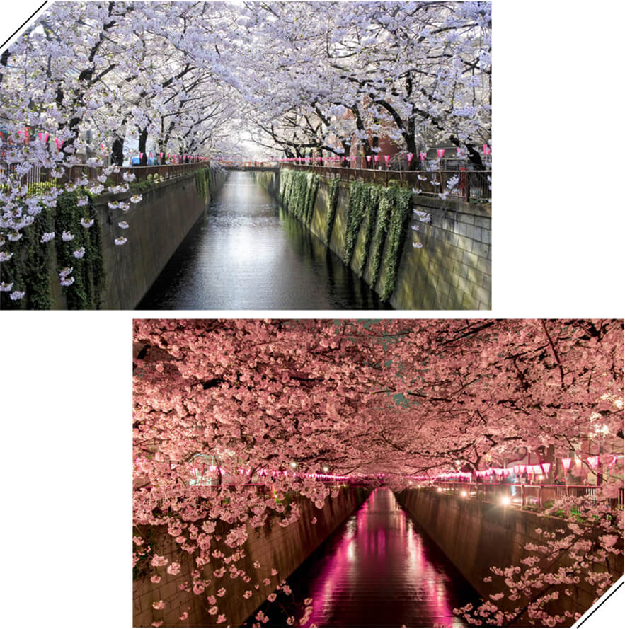 桜×時間