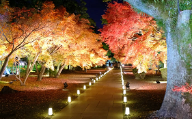 【九州旅】九州の秋を満喫するならここ！ おいしい地元グルメと共に紅葉狩りへ