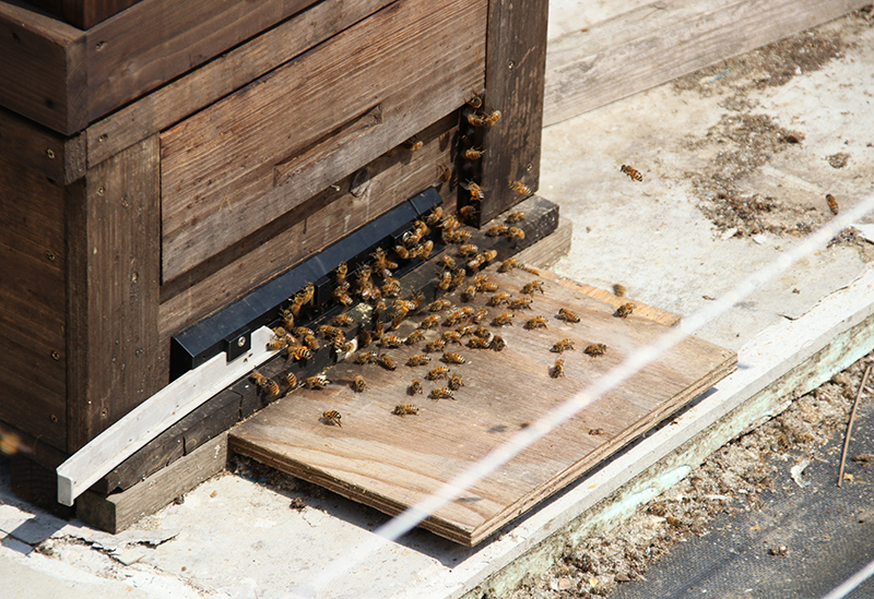 羽山養蜂